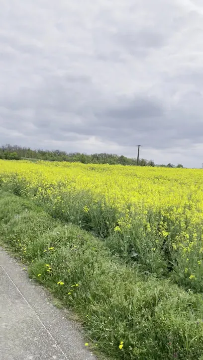 Image de Gravière naturiste Espace Miscanthus Berrwiller